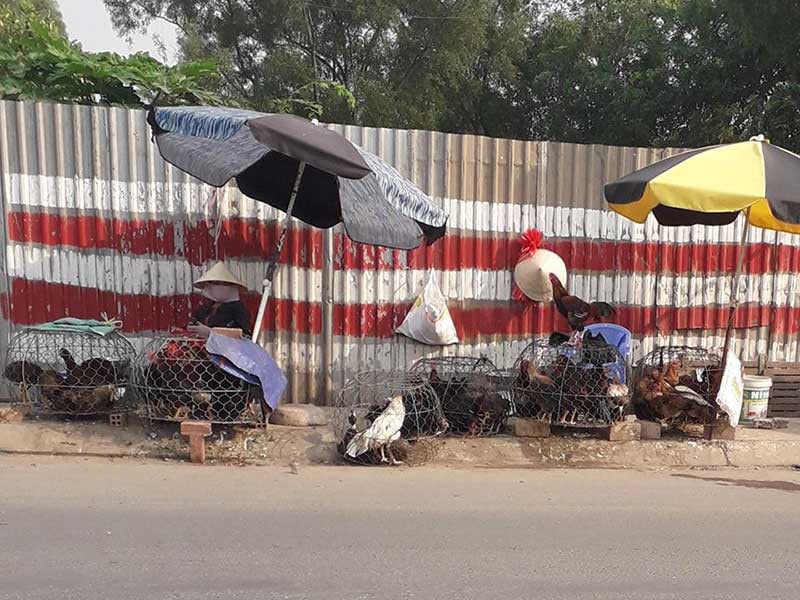 Chủ động phòng chống dịch cúm gia cầm trên địa bàn TP. Hồ Chí Minh