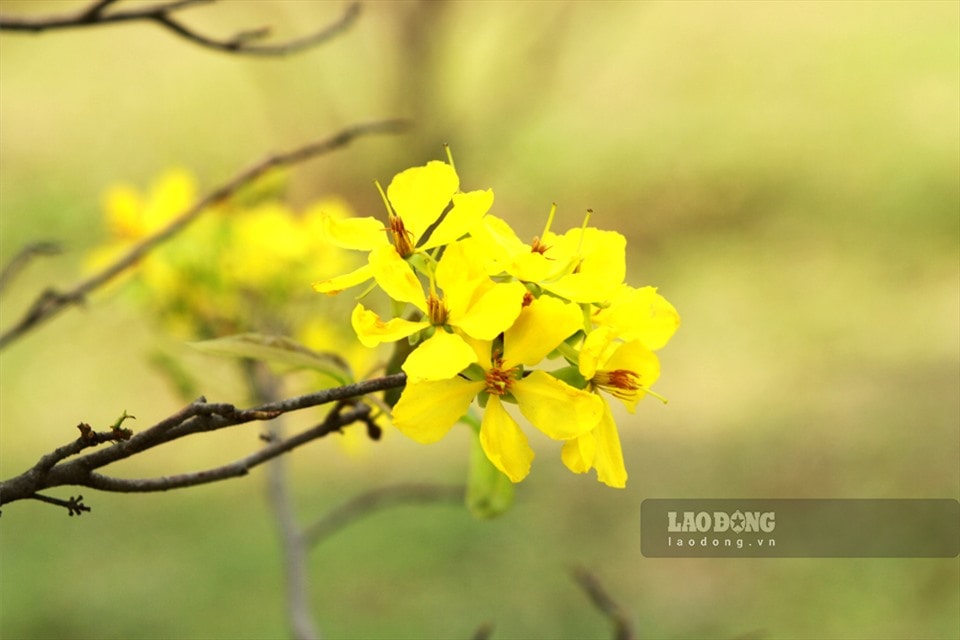 Tổng hợp thông tin báo chí liên quan đến TP. Hồ Chí Minh ngày 26/1/2021
