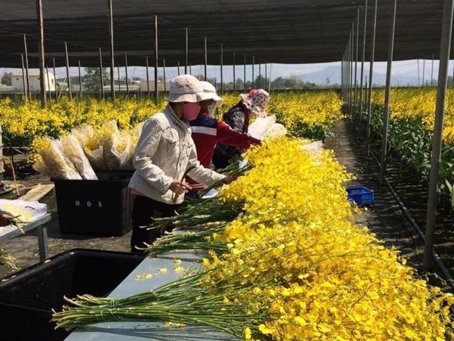 TPHCM hỗ trợ các thương nhân kinh doanh hoa Đà Lạt