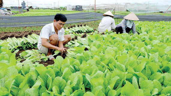 TPHCM phấn đấu 72% số HTX nông nghiệp hoạt động hiệu quả