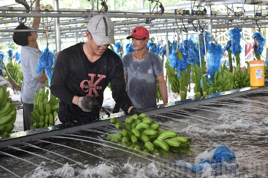 TPHCM: 37,1 tỷ đồng đào tạo nghề cho hơn 8.000 lao động nông thôn