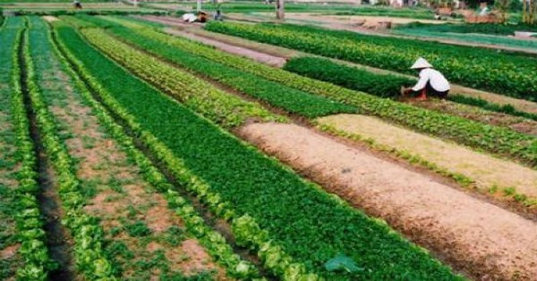 Giảm gần 2.000ha đất sản xuất nông nghiệp