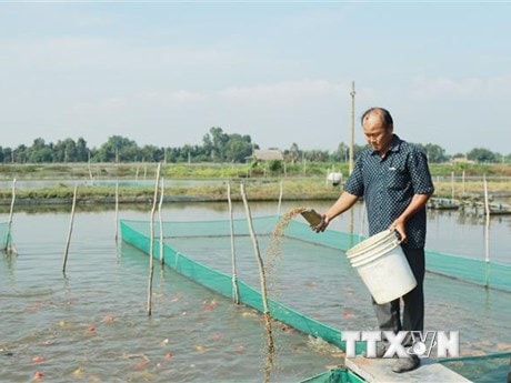 TPHCM thích ứng và khôi phục sản xuất nông nghiệp sau đại dịch