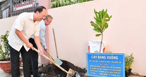 Trồng bàng vuông do chiến sĩ Trường Sa tặng tại trường học quận 5