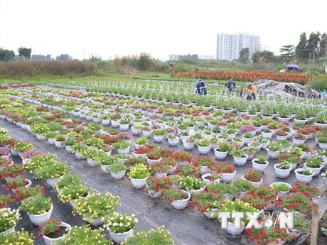 Nông nghiệp TP Hồ Chí Minh tìm hướng đi thích ứng với đô thị hóa