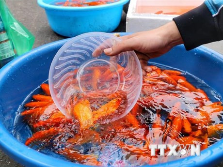 Thành phố Hồ Chí Minh: Đa dạng các mặt hàng cho Tết ông Công, ông Táo