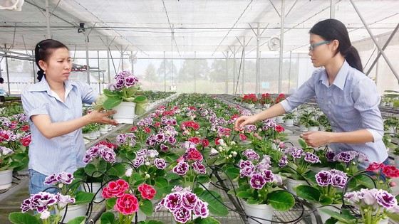 TPHCM: Tập trung phát triển nông nghiệp ứng dụng công nghệ cao