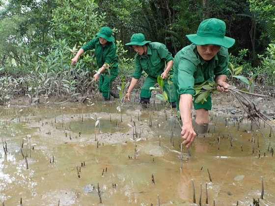 Thanh niên xung phong trồng cây mở rộng rừng ngập mặn Cần Giờ (TPHCM). Ảnh: HOÀNG HÙNG