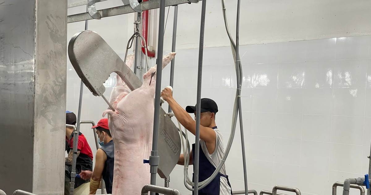 Tháo gỡ khó khăn cho các nhà máy giết mổ gia súc