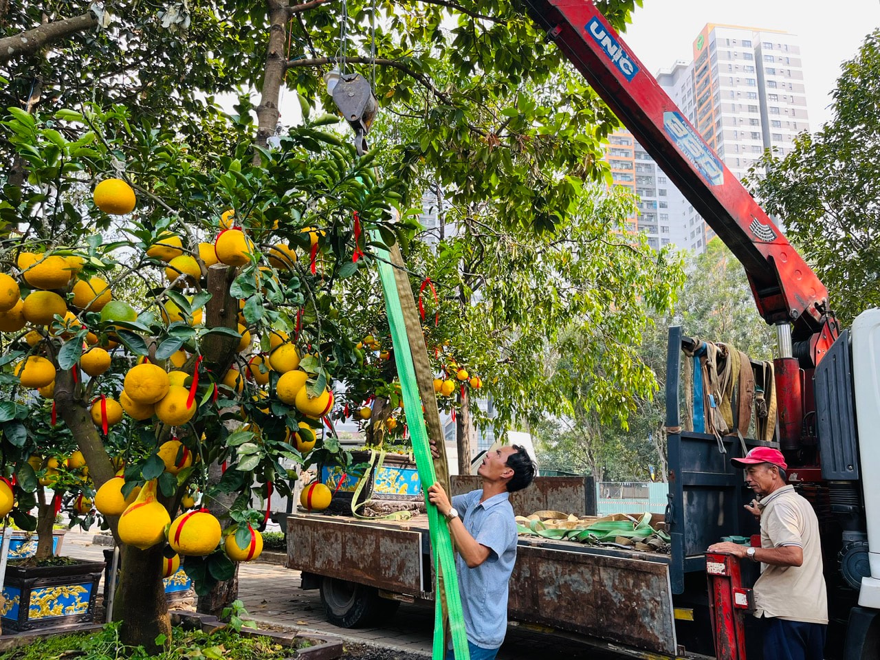 Các chậu bưởi lớn từ các tỉnh phía Bắc được nhà vườn đưa về TPHCM sẵn sàng phục vụ khách. Ảnh chụp chiều 18-1 trên đường Mai Chí Thọ, TP Thủ Đức. Ảnh: THI HỒNG