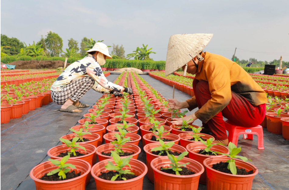 Các nhân công đang xới đất, tỉa lá, bón phân đảm bảo hoa nở đúng dịp Tết.