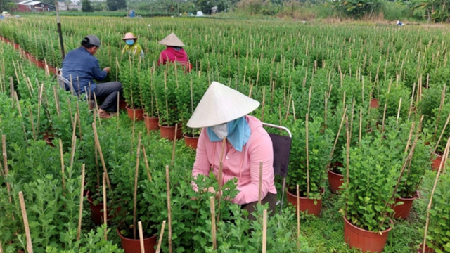 TPHCM: Hộ nông dân sản xuất, kinh doanh giỏi thu nhập đạt 428 triệu đồng/người/năm