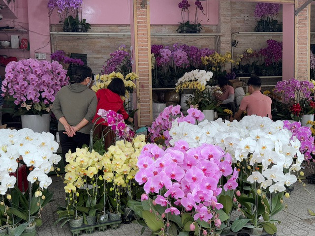 Lan hồ điệp tại cửa hàng có giá khoảng 200.000 đồng/cành